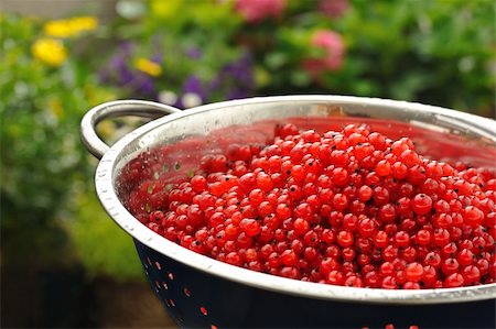 simsearch:400-05713050,k - Fresh red currant berries with water drops in colander Stock Photo - Budget Royalty-Free & Subscription, Code: 400-05683750