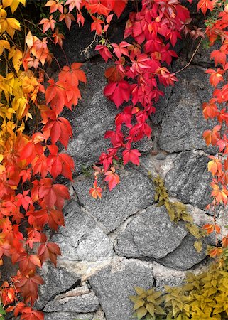 simsearch:400-07505799,k - Red climbing plant on grey stone wall background Stock Photo - Budget Royalty-Free & Subscription, Code: 400-05683766