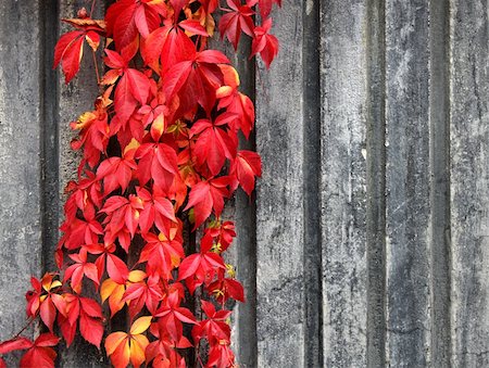 simsearch:400-07505799,k - Autumn red climbing plant on grey wall background Stock Photo - Budget Royalty-Free & Subscription, Code: 400-05683768