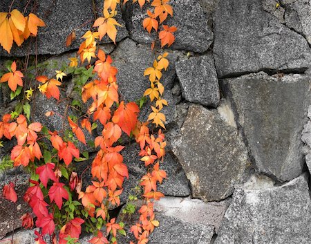 simsearch:400-07505799,k - Grapevine autumn colors on grey stone wall background Stock Photo - Budget Royalty-Free & Subscription, Code: 400-05683788