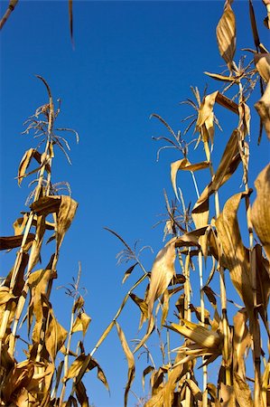 pergamepaper (artist) - corn field against blue sky Photographie de stock - Aubaine LD & Abonnement, Code: 400-05683836