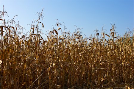 pergamepaper (artist) - corn field against blue sky Photographie de stock - Aubaine LD & Abonnement, Code: 400-05683838