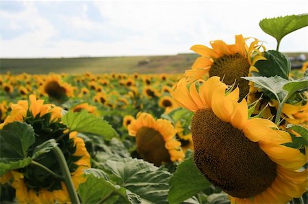 pergamepaper (artist) - sun flower field Photographie de stock - Aubaine LD & Abonnement, Code: 400-05683845