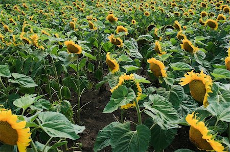 pergamepaper (artist) - sun flower field Photographie de stock - Aubaine LD & Abonnement, Code: 400-05683846