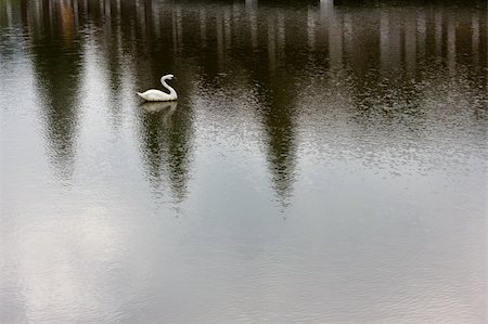 pergamepaper (artist) - detail of a fake swan on a pond Photographie de stock - Aubaine LD & Abonnement, Code: 400-05683869