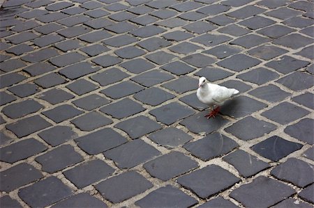 domestica - white pigeon on the road Stock Photo - Budget Royalty-Free & Subscription, Code: 400-05683871