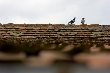 pergamepaper (artist) - deux pigeons amoureux sur un dessus de toit Photographie de stock - Aubaine LD & Abonnement, Code: 400-05683900