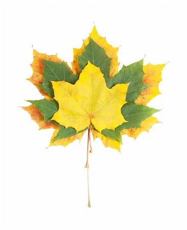 three maple leaves isolated on white Foto de stock - Super Valor sin royalties y Suscripción, Código: 400-05683994