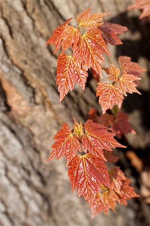 silver maple - leafs of maple(Acer saccharinum)as background Stock Photo - Budget Royalty-Free & Subscription, Code: 400-05694045