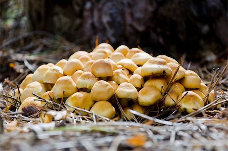 simsearch:400-07089206,k - mushrooms in the forest close to the blurred background Foto de stock - Super Valor sin royalties y Suscripción, Código: 400-05694216