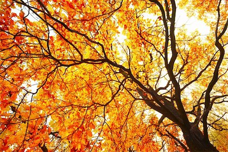 simsearch:673-08139248,k - Huge oak in gold autumn leaves in decline beams Stock Photo - Budget Royalty-Free & Subscription, Code: 400-05694531