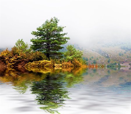 Detail misty mountain landscape with pine-tree Stock Photo - Budget Royalty-Free & Subscription, Code: 400-05694685