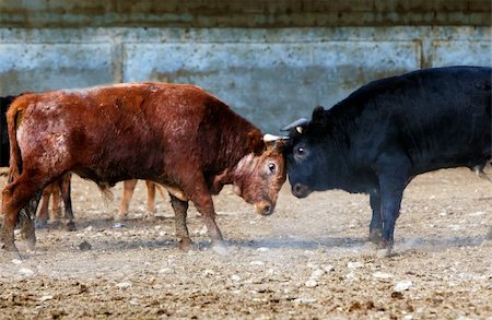 Fighting bulls on a farm Stock Photo - Budget Royalty-Free & Subscription, Code: 400-05694682