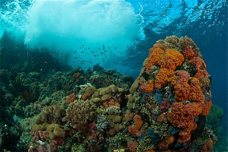 simsearch:400-05695161,k - Waves crashing onto a coral reef, Raja Ampat, Indonesia Stock Photo - Budget Royalty-Free & Subscription, Code: 400-05695158