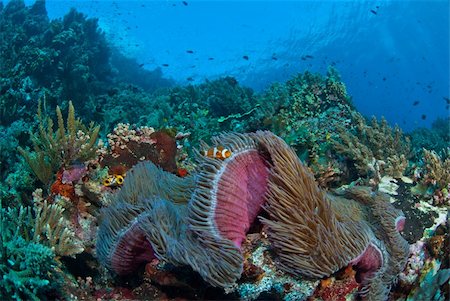 simsearch:400-05695161,k - Clownfish in a general reef scene, Raja Ampat, Indonesia Stock Photo - Budget Royalty-Free & Subscription, Code: 400-05695159