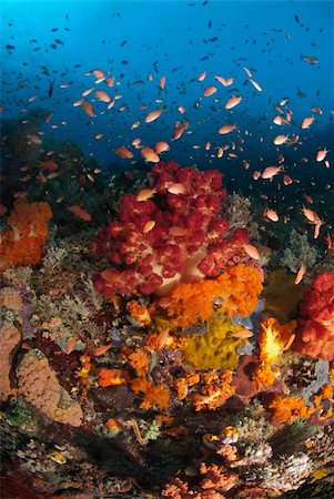 simsearch:400-05695161,k - Various fan corals and fish in a colorful general reef scene, Raja Ampat, Indonesia Stock Photo - Budget Royalty-Free & Subscription, Code: 400-05695430