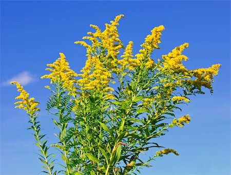 Blooming goldenrod plant on blue sky background Foto de stock - Royalty-Free Super Valor e Assinatura, Número: 400-05695747