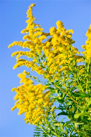 Blooming goldenrod plant on blue sky background Foto de stock - Royalty-Free Super Valor e Assinatura, Número: 400-05695742