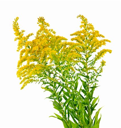 Blooming goldenrod plant isolated on white background Foto de stock - Royalty-Free Super Valor e Assinatura, Número: 400-05695750