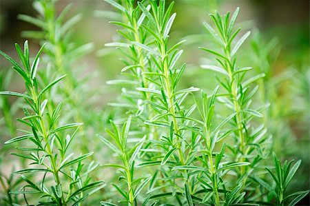 rosemary sprig - Fresh green rosemary herbs growing in garden Stock Photo - Budget Royalty-Free & Subscription, Code: 400-05695795