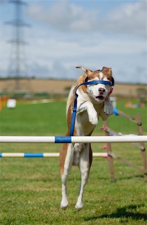 simsearch:400-05315872,k - Husky-cross dog jumping an agility barrier with lead covering his eyes. Stockbilder - Microstock & Abonnement, Bildnummer: 400-05695805