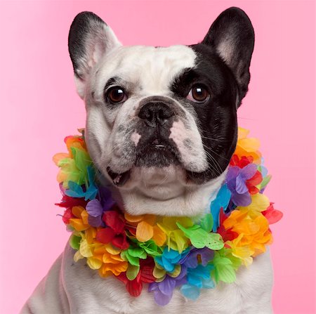 French Bulldog, 3 years old, wearing Hawaiian lei front of pink background Foto de stock - Super Valor sin royalties y Suscripción, Código: 400-05695868