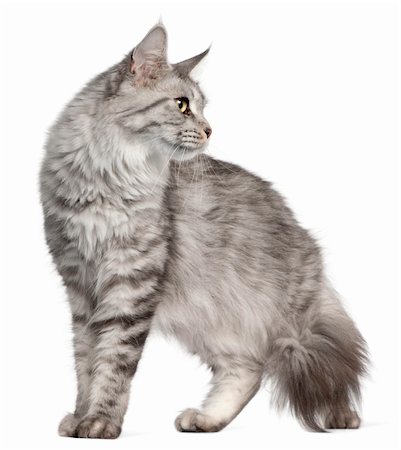 Maine Coon, 2 years old, in front of white background Stock Photo - Budget Royalty-Free & Subscription, Code: 400-05696215