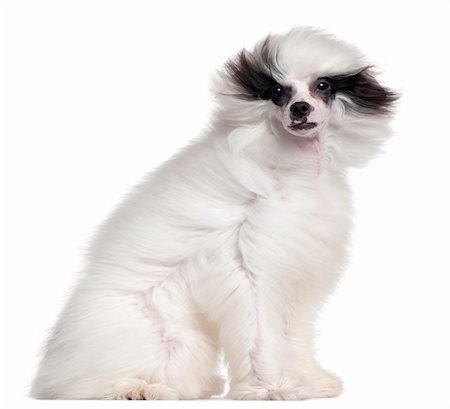 Chinese Crested Dog, 7 months old, with hair in the wind in front of white background Photographie de stock - Aubaine LD & Abonnement, Code: 400-05696268