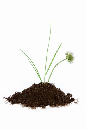 sergioua (artist) - clover with grass growing in soil on white background. Photographie de stock - Aubaine LD & Abonnement, Code: 400-05696343