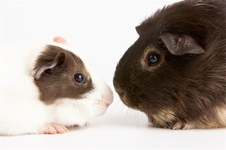 Two Guinea Pigs Against White Background Foto de stock - Super Valor sin royalties y Suscripción, Código: 400-05696721