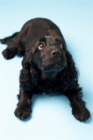simsearch:693-03303244,k - Black Spaniel Puppy In Studio Photographie de stock - Aubaine LD & Abonnement, Code: 400-05696759