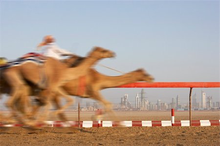 Camel Racing In Dubai Stock Photo - Budget Royalty-Free & Subscription, Code: 400-05696877