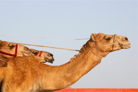 Camel Racing In Dubai Stock Photo - Budget Royalty-Free & Subscription, Code: 400-05696878