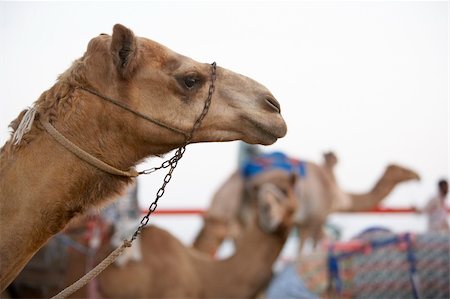 Camel Racing In Dubai Stock Photo - Budget Royalty-Free & Subscription, Code: 400-05696882