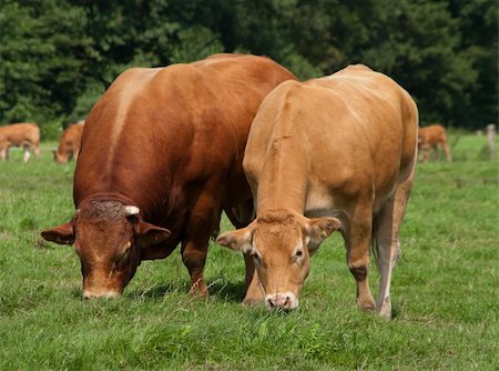 limousine bull with cow peaceful grazing together Stock Photo - Budget Royalty-Free & Subscription, Code: 400-05697057
