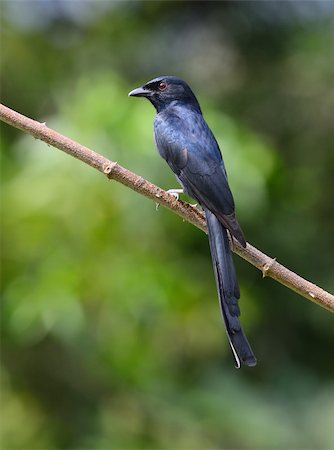 simsearch:400-06770067,k - beautiful black drongo(Dicrurus macrocercus) Foto de stock - Super Valor sin royalties y Suscripción, Código: 400-05698145