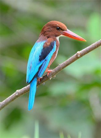 beautiful white-throated kingfisher(Halcyon smyrnensis) Stock Photo - Budget Royalty-Free & Subscription, Code: 400-05698140
