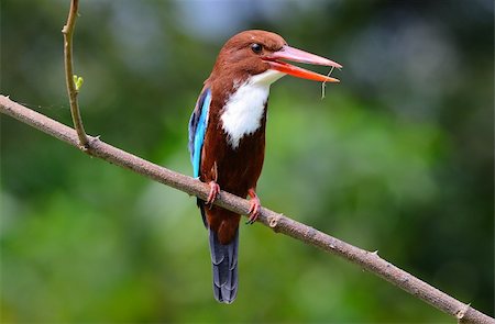 beautiful white-throated kingfisher(Halcyon smyrnensis) Photographie de stock - Aubaine LD & Abonnement, Code: 400-05698143