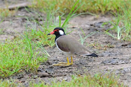 beautiful red-wattled lapwing(Vanellus indicus) Photographie de stock - Aubaine LD & Abonnement, Code: 400-05698154