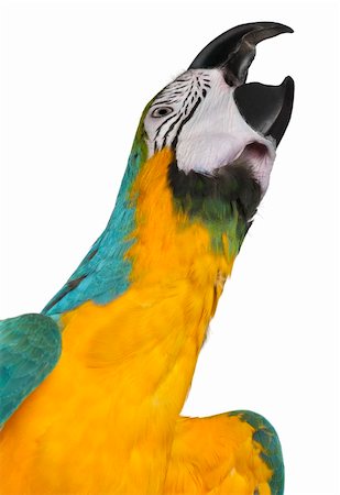 Close-up of Blue-and-Yellow Macaw, Ara ararauna, 16 months old, in front of white background Photographie de stock - Aubaine LD & Abonnement, Code: 400-05698241