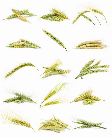 ears of grain collection isolated on white background Stock Photo - Budget Royalty-Free & Subscription, Code: 400-05698272