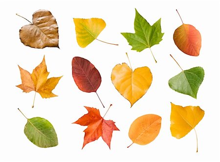 collection of the four seasons leaves isolated on white background Foto de stock - Super Valor sin royalties y Suscripción, Código: 400-05698313