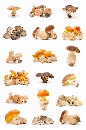 collection of edible mushrooms isolated on white background Photographie de stock - Aubaine LD & Abonnement, Code: 400-05698321