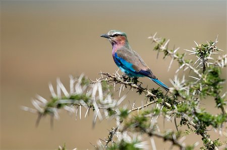 rollier d'europe à poitrine mauve - Lilac-breasted Roller, Coracias caudatus, in Serengeti National Park of Tanzania, Africa Photographie de stock - Aubaine LD & Abonnement, Code: 400-05698385