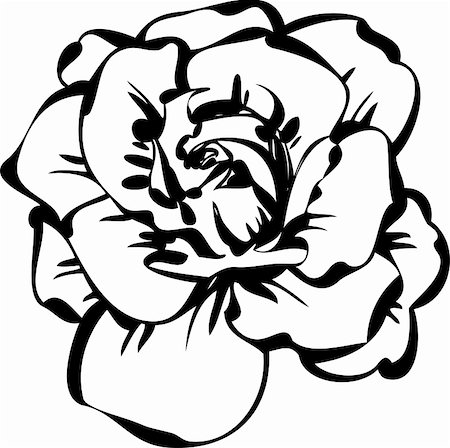 drawing of roses - a black and white sketch of rose Stock Photo - Budget Royalty-Free & Subscription, Code: 400-05698485