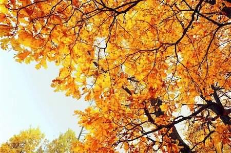 simsearch:673-08139248,k - Huge oak in gold autumn leaves in decline beams Stock Photo - Budget Royalty-Free & Subscription, Code: 400-05698884