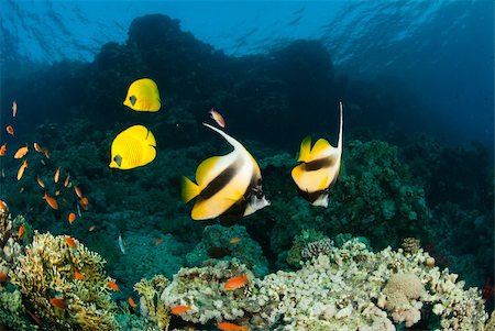 Fairy basslets swimming along a reef, Egypt Stock Photo - Budget Royalty-Free & Subscription, Code: 400-05698952