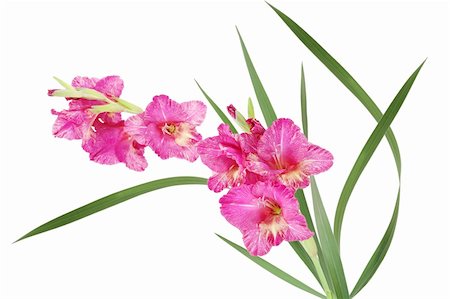 Bicolor pink and yellow gladiolus flower isolated on white Foto de stock - Royalty-Free Super Valor e Assinatura, Número: 400-05699218
