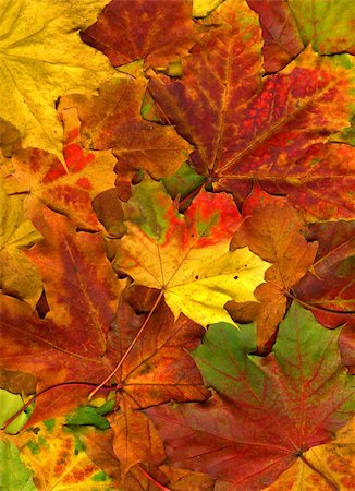 simsearch:400-04475632,k - Colorful autumn leaves texture background Foto de stock - Royalty-Free Super Valor e Assinatura, Número: 400-05699240