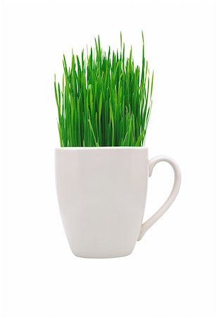 simsearch:400-08074641,k - White cup with green grass isolated on white background Stock Photo - Budget Royalty-Free & Subscription, Code: 400-05699300